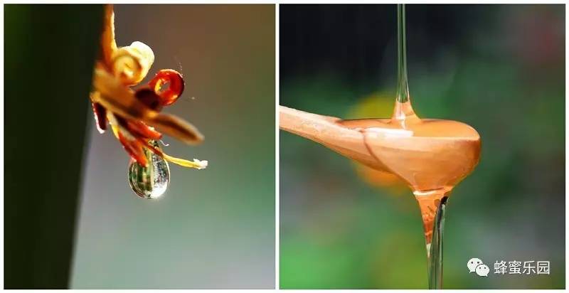 蜂蜜含雄激素吗 新疆蜂蜜 蜂蜜出现白沫 蜂蜜发白 婴儿吃蜂蜜有什么影响