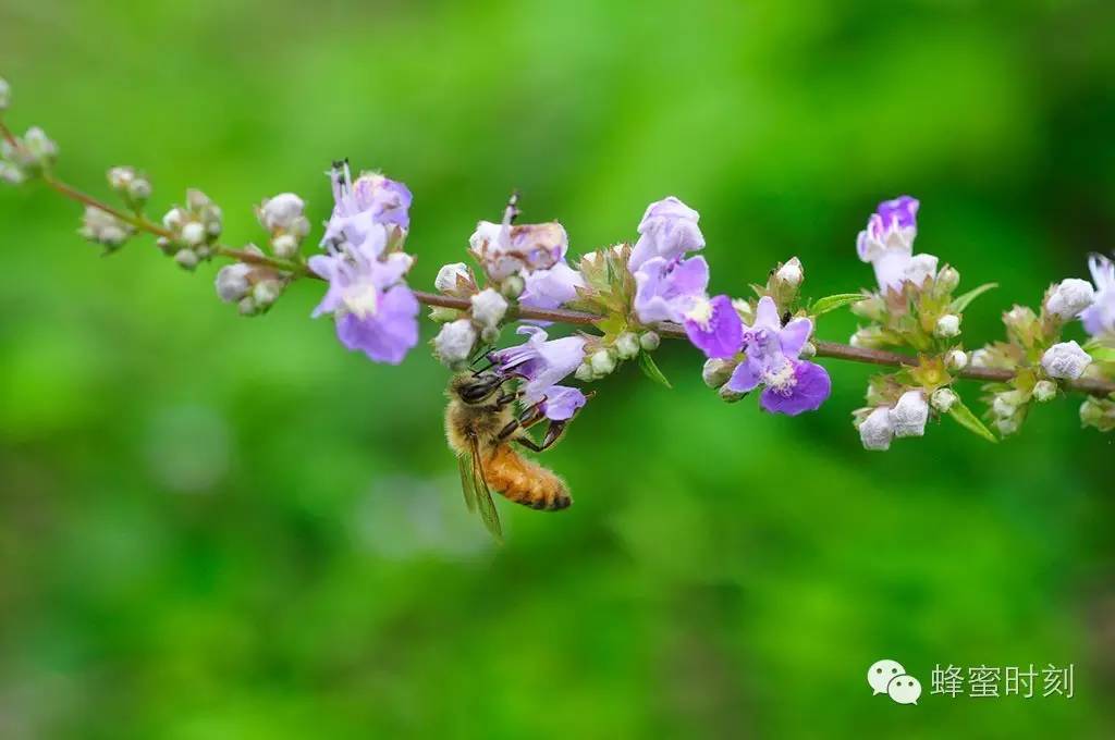 蜂蜜退烧 中蜂蜂蜜的作用与功效 白醋蜂蜜减肥法的危害 蜂蜜封瓶 烧烤刷的蜂蜜