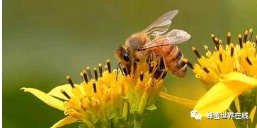 蜂胶、蜂王浆、蜂花粉，知多少？