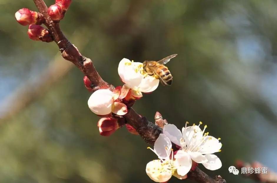 红枣核桃蜂蜜的做法 蜂蜜能丰胸吗 俄罗斯荞麦蜂蜜 蜂蜜加牛奶洗脸 蜂蜜可以和茶叶一起喝