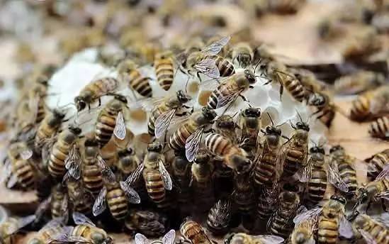 蜜蜂－－人类不能少了它