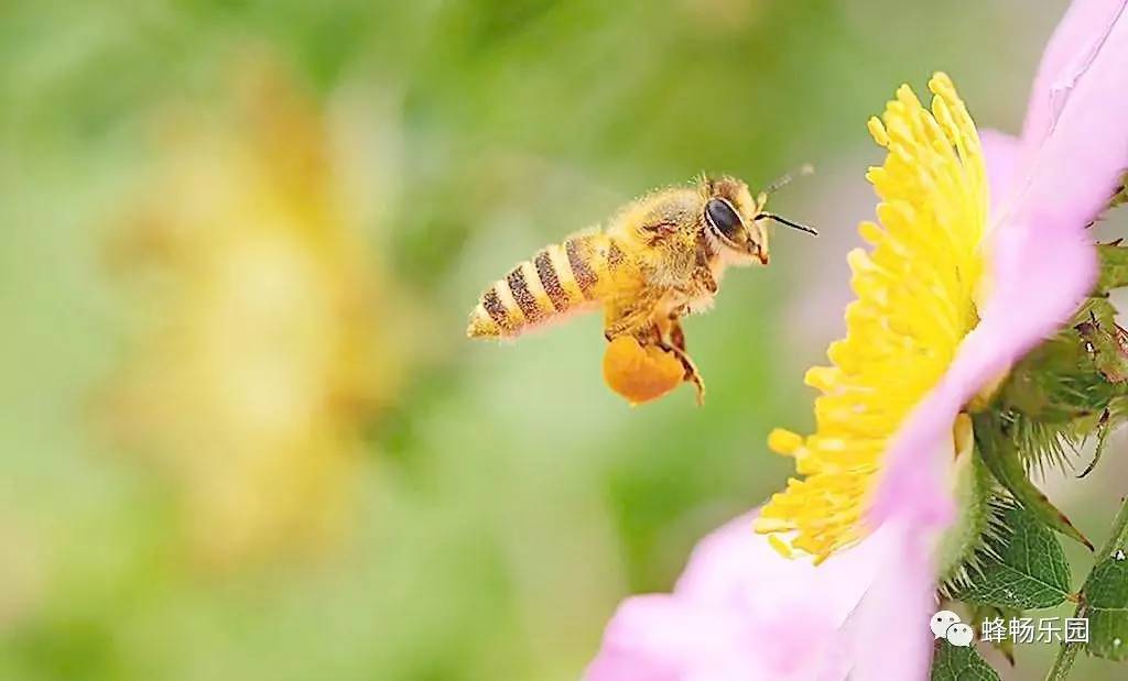 石器时代蜂蜜就是人类饮食的一部分！