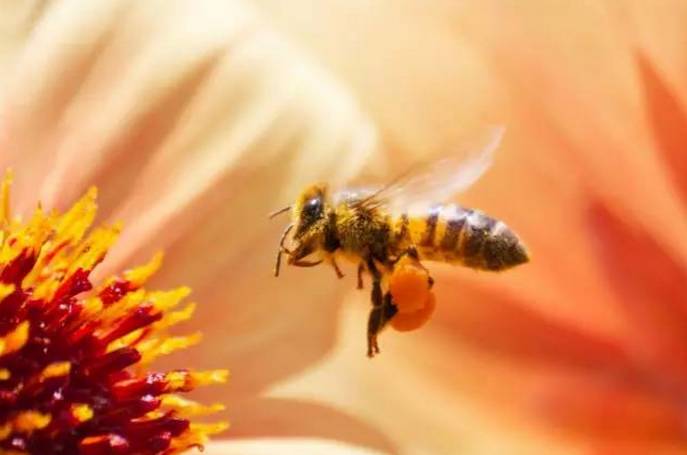 结晶蜂蜜一定是真蜂蜜吗 每天喝蜂蜜水会长胖吗 洋槐花蜂蜜 蜂蜜牛肉 熊怎么吃蜂蜜