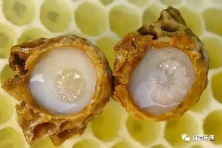 蜂蜜与四叶草女主 蜂蜜可以泡梨吗 喝酒前吃蜂蜜 狗狗和蜂蜜 蜂蜜的波密度