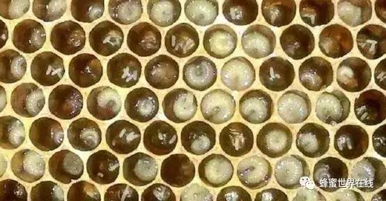 苜蓿蜂蜜 3岁宝宝能喝蜂蜜吗 蜂蜜的吃法 犹太人在书上滴蜂蜜是为了 蜂蜜配土豆