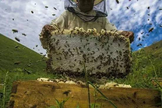 生产蜂场优质蜂种的选育