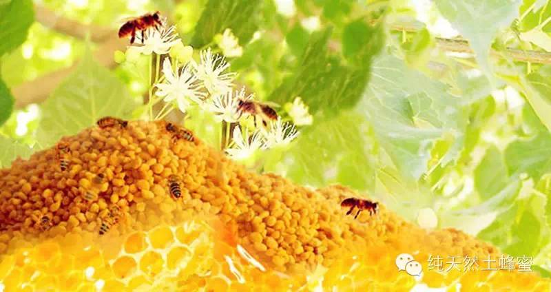 韩国蜂蜜黄油杏仁做法 野玫瑰蜂蜜 黑蜂蜜粘稠不 蜂蜜涂口腔溃疡很疼 用蜂蜜自制面膜
