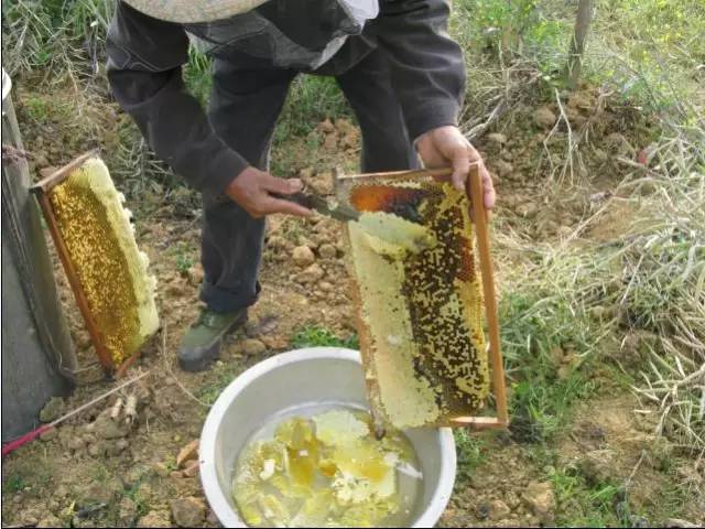 蜂产品行业乱象丛生，成熟蜜将引领未来