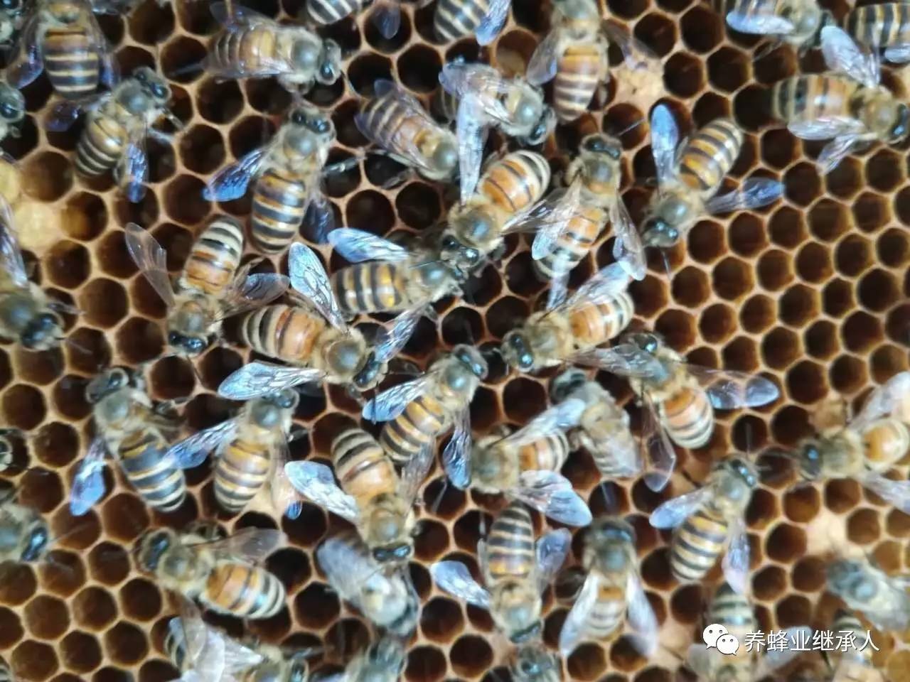 有望解决意蜂蜂螨与中蜂巢虫问题。。。