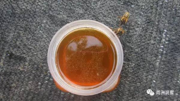 天热的时候蜂蜜为什么会比较稀呢