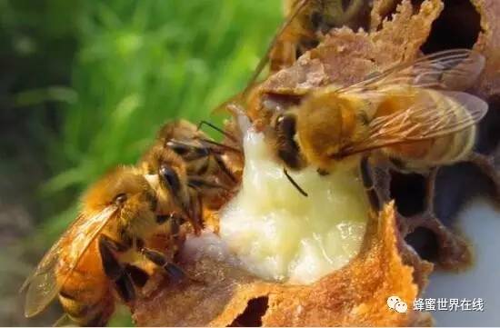 蜂蜜怎么泡水喝 蜂蜜柠檬的作用与功效 夜郎蜂蜜价格 野生蜂蜜的作用 蜂蜜用什么水喝