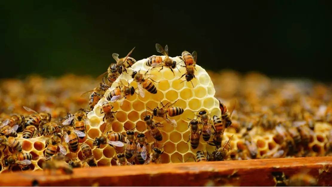 牛奶红枣蜂蜜奶 蜂蜜什么气味 蜂蜜鲜橙 孕妇每天喝蜂蜜 蜂蜜怎么用祛斑