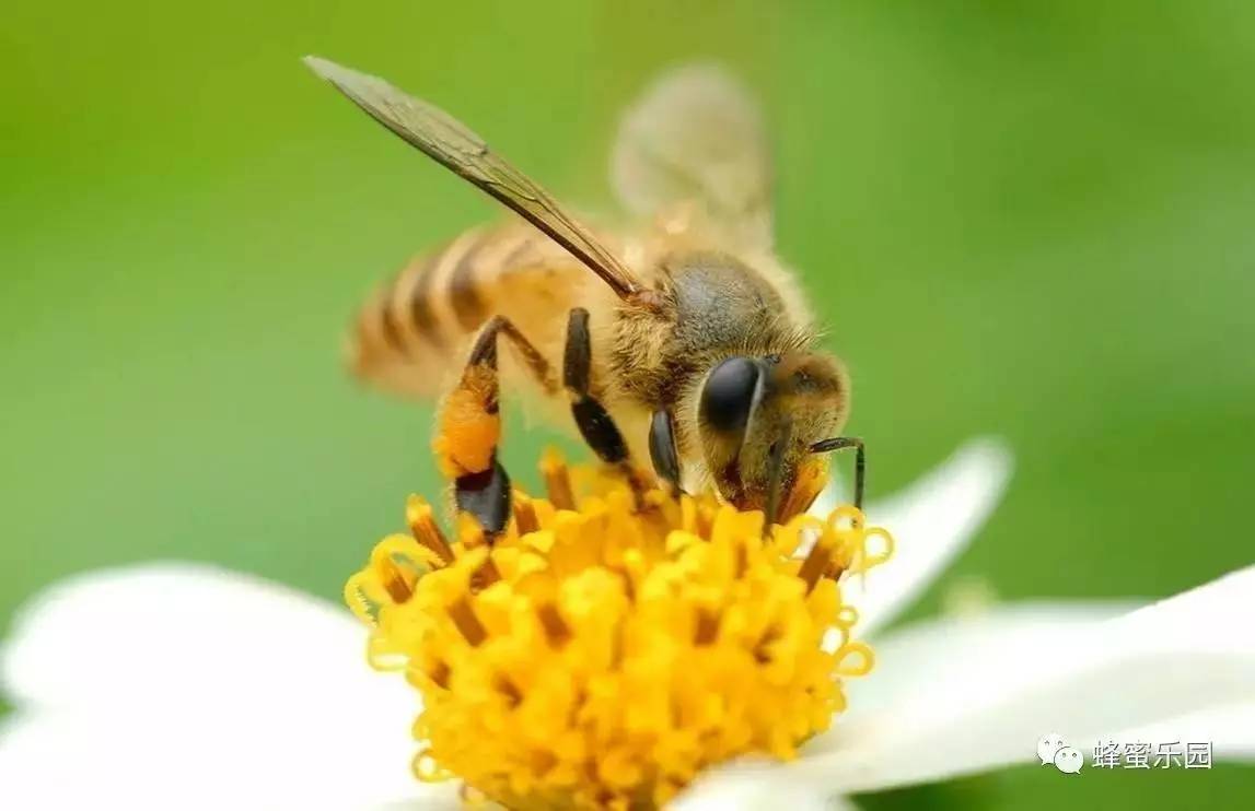 不同种类蜂花粉的功效，都在这里！