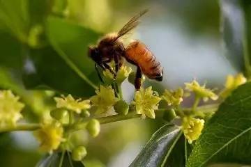 蜂蜜什么样的比较好 暖性的蜂蜜 什么时候不能吃蜂蜜 武汉的蜂蜜园 过期的蜂蜜