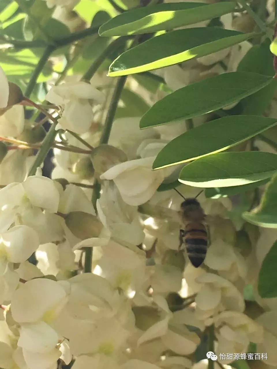 洋槐蜜 /槐花蜜—中国最好的蜂蜜！