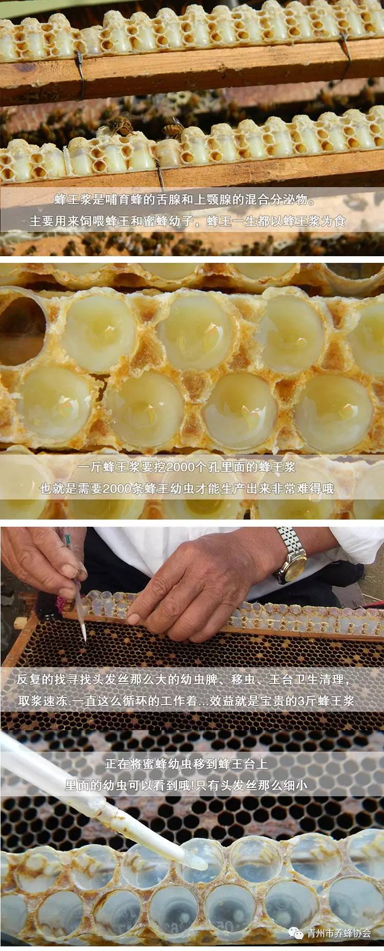 蜂蜜宣传广告 吃蜂蜜有什么好处 白米酒加蜂蜜 柠檬蜂蜜保存多久 金桔蜂蜜茶