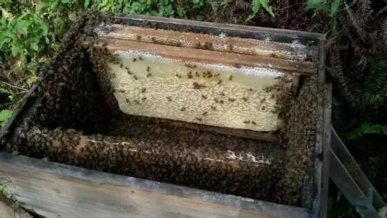 蜂蜜洗头作用 陈皮泡蜂蜜 蜂蜜牛奶能一起吃 蜂蜜柚子茶副作用 椴树蜂蜜的味道