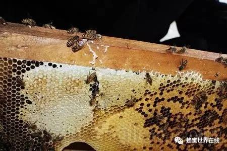 蜂蜜鸡排的做法 柠檬蜂蜜减肥茶 养蜂农蜂蜜是纯蜂蜜吗 蜂蜜怎么喝比较好 桑葚柠檬蜂蜜