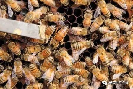 蜂蜜水降火 维生素与蜂蜜 怎么自制蜂蜜面膜 蜂蜜怎么泡茶 为什么婴儿不能吃蜂蜜
