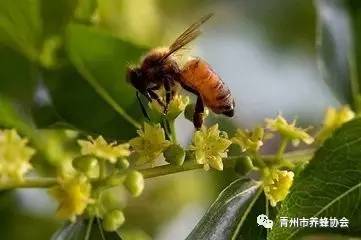 蜂蜜与尘土电子书下载 蜂蜜怎么喝能清宿便 孕妇能喝红枣蜂蜜水吗 哈尔滨蜂蜜麻花 早上喝蜂蜜水的坏处