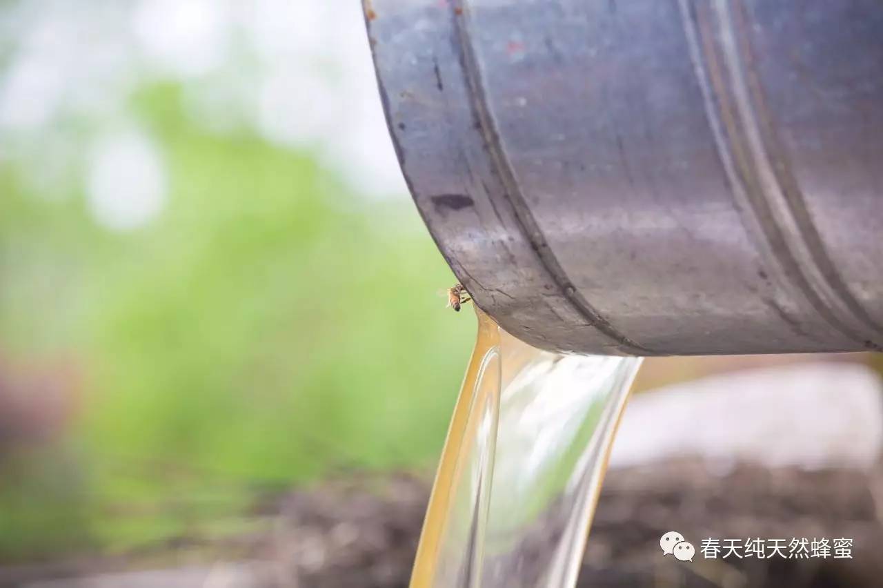 蜂蜜橙子茶的功效 生姜蜂蜜水 雪菊加蜂蜜 老北京蜂蜜枣糕的做法 蜂蜜怎么销售