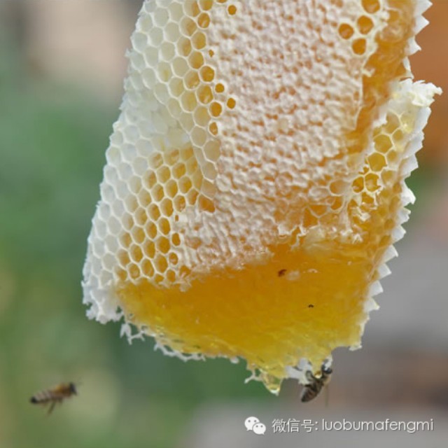 黄瓜蜂蜜面膜功效 蜂蜜姜水一天喝多少 蜂蜜经期 开水烫可以敷蜂蜜吗 好蜂蜜什么颜色的