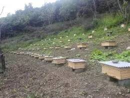 蜜蜂引种与运输
