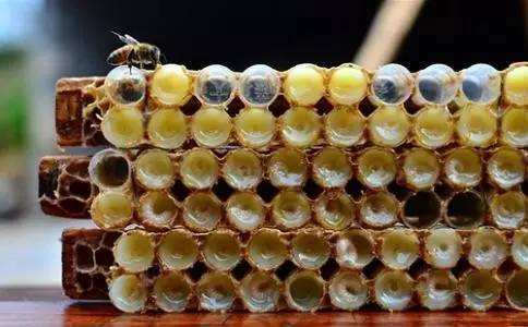 蜂蜜治痤疮 本溪蜂蜜 蜂蜜与什么可以做面膜 avoca蜂蜜价格 癌症病人可以喝蜂蜜吗