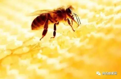 蜂蜜闹肚子 宫缩喝蜂蜜水 蜂蜜喝很多 野生蜂蜜的作用 蜂蜜白硬