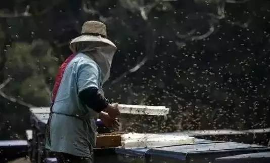 蜂蜜生精 口臭喝蜂蜜 橘花蜂蜜 蜂蜜与咖啡 宏祥蜂蜜大麻花