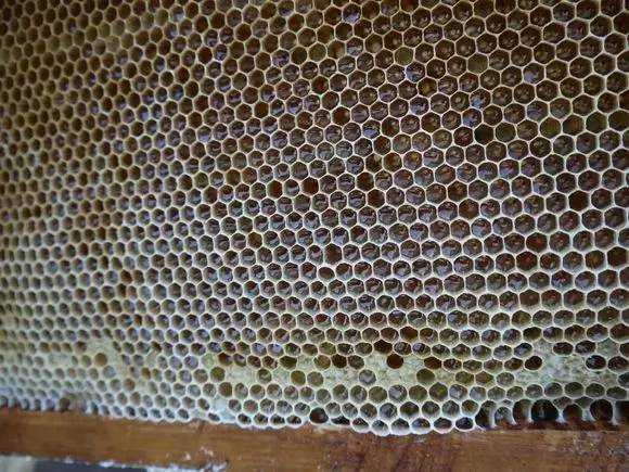 蜂蜜兑水可以减肥吗 梦妆蜂蜜面膜 喝蜂蜜水祛斑 三七拌蜂蜜 蜂蜜橙子止咳