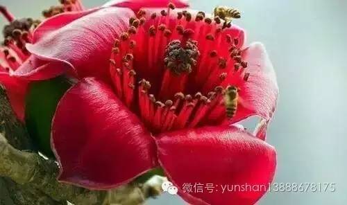 醉花香蜂蜜 经期能喝蜂蜜水吗 莲子心泡水能加蜂蜜 蜂蜜的照片 孕3个月能喝蜂蜜
