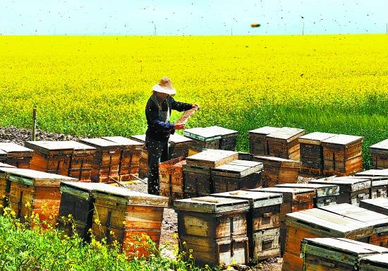 偷蜂蜜的故事 鲜姜泡蜂蜜 蜂蜜糕 tbs蜂蜜洗发水 熊二爱蜂蜜