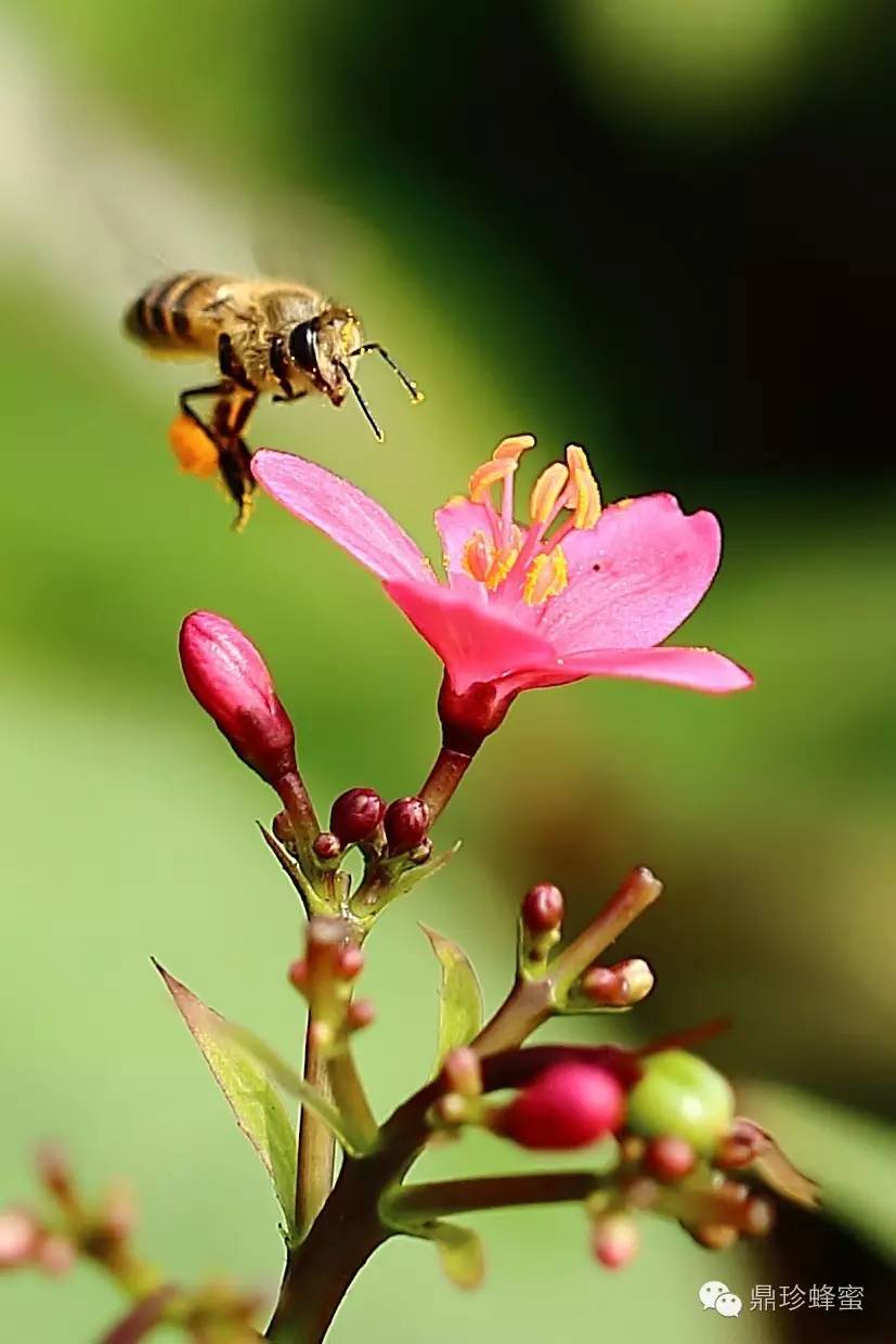 自制珍珠粉蜂蜜面膜 珍珠粉可以加蜂蜜吗 燕窝可以加蜂蜜吗 备孕喝柠檬蜂蜜水吗 蜂蜜生姜姜乳