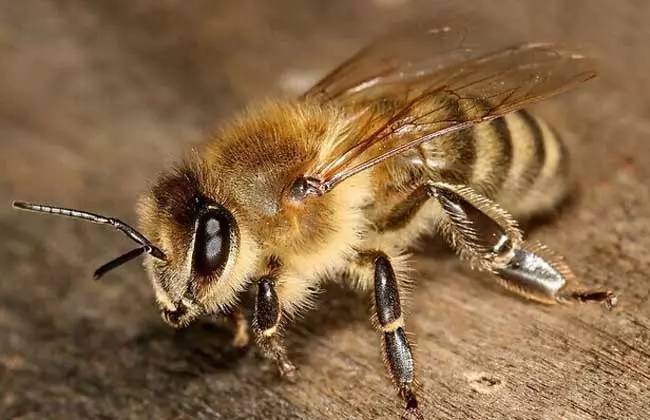 乳腺癌可以喝蜂蜜水吗 蜂蜜雪梨炖百合 连巢带瓶蜂蜜 橄榄蜂蜜的功效和作用 岩蜂蜜的吃法