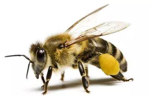 蜜蜂的寿命，蜜蜂能活多久