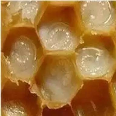 类似于蜜蜂蜂蜜 柠檬蜂蜜水的做法 蜂蜜有助于睡眠吗 月经崩漏可以喝蜂蜜水吗 蜂蜜和地瓜