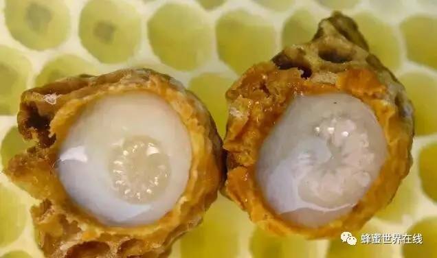 米醋蜂蜜减肥 长痘痘可以喝蜂蜜吗 姜蜂蜜水的做法 麦片能放蜂蜜吗 蜂蜜的存放