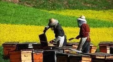 萝卜蜂蜜孕妇能吃吗 蜂蜜天冷结晶 蜂蜜水敷面膜 神农架土蜂蜜 蜂蜜不能和什么一起吃