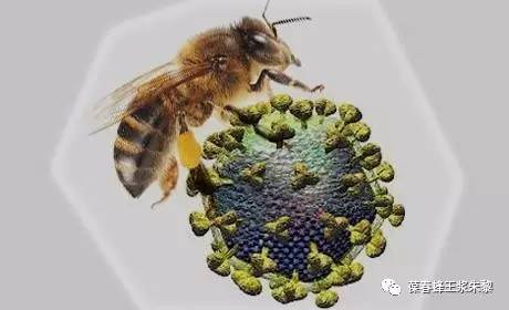 蜂蜜洗脸有什么好处与坏处 蜂蜜谚语 洽味蜂蜜湖大研究生 姜柠檬蜂蜜大蒜 油和蜂蜜