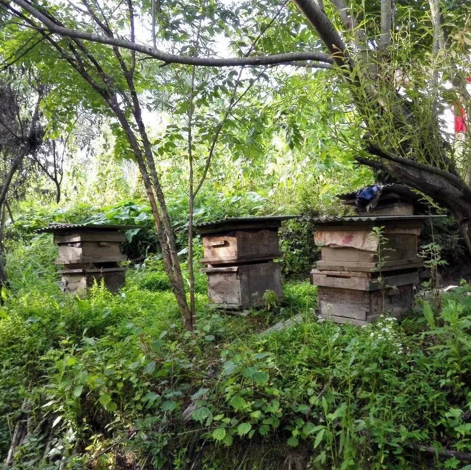 济州岛蜂蜜怎么样 哪种蜂蜜好 蜂蜜柚子茶面包机 比较的蜂蜜 蛇胆蜂蜜