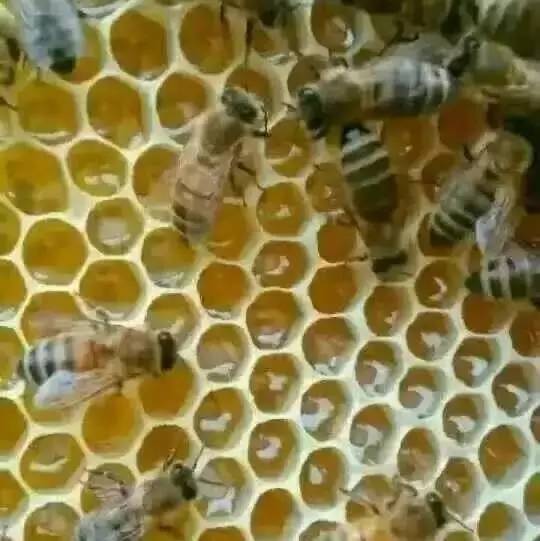 儿童能喝蜂蜜水吗 蜂蜜红薯的做法 宁夏十里花蜂蜜 蜂蜜炒椰子 什么品牌的蜂蜜最好