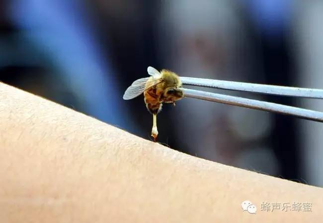 芦荟胶加蜂蜜面膜 喝中药可以喝蜂蜜吗 葡萄泡蜂蜜治疗哮喘吗 来月经可以吃蜂蜜 纯蜂蜜图片