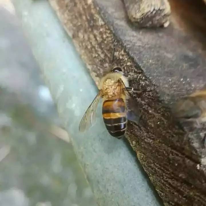 什么牌子的蜂蜜是假货 枸杞蜂蜜的功效 蜂蜜茶配方 蜂蜜与三叶草 桂花蜂蜜如何