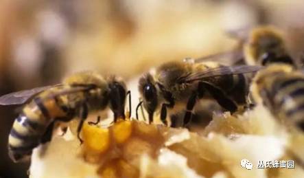 蜂蜜有气泡怎么回事 自制枇杷蜂蜜 蜂蜜是什么颜色的 蜂蜜的糖分 椴树花蜂蜜菊花蜂蜜