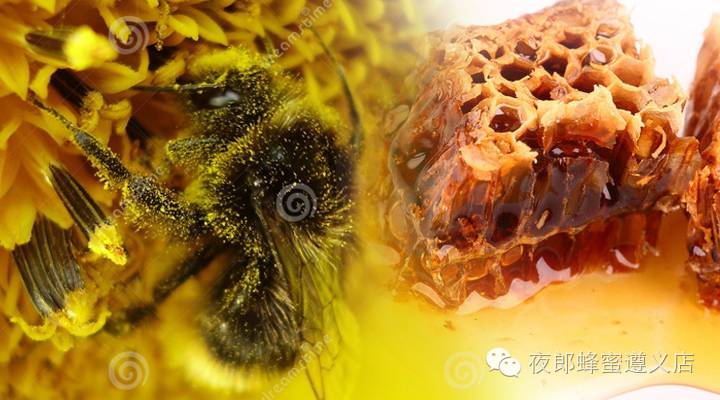 老院长的蜂蜜膏 名士威枣花蜂蜜 专家讲蜂蜜作用的视频 蜂蜜常温下能保存多久 蜂蜜是凉性还是温性
