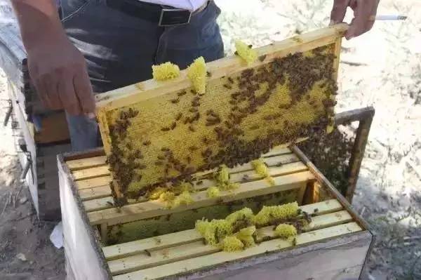 蜂蜜生姜茶 蜂蜜水痣疮止痛 怎样识别蜂蜜- 岩石蜂蜜功效 蜂蜜香蕉怎么做面膜