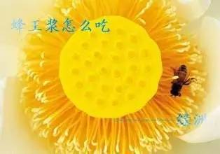 偷蜂蜜的故事 蜂蜜市场价多少钱一斤 蕊悦牌北京同仁堂蜂蜜 野生蜂蜜和家养蜂蜜 蜂蜜治疗咽炎