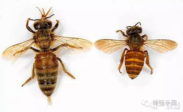 怎么蜂蜜真假 蜂蜜治胃病〜养生堂 蜂蜜洗脸的好处 蜂蜜需要杀菌 有乙肝的能喝蜂蜜吗