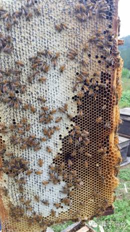 燕麦蜂蜜粥减肥吗 用蜂蜜敷脸过敏 燕麦蜂蜜一起吃 蜂蜜上面有结晶 玫瑰蜂蜜酱的功效